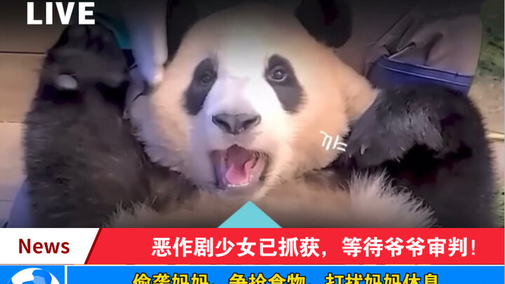 9 Reasons Why Fu Bao Got Beaten: "Every Mom in the World Is Wonderful!"