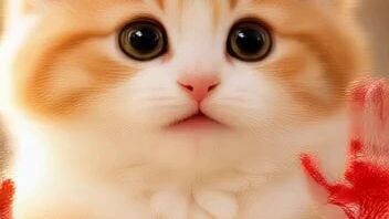 #meowtcan style