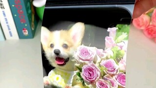 HanYin photo printer—no need to buy ink for this photo printer