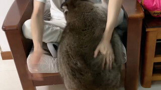 Raccoon loses weight, jumps repeatedly