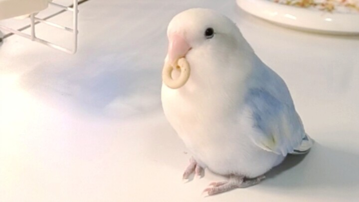 🐦: คุณหมายถึงว่าถ้าฉันอยากช้อปปิ้งก็ต้องจ่ายเงินปลดล็อกร้านค้าก่อนเหรอ? 😠😡🤬🤬🤬🦖