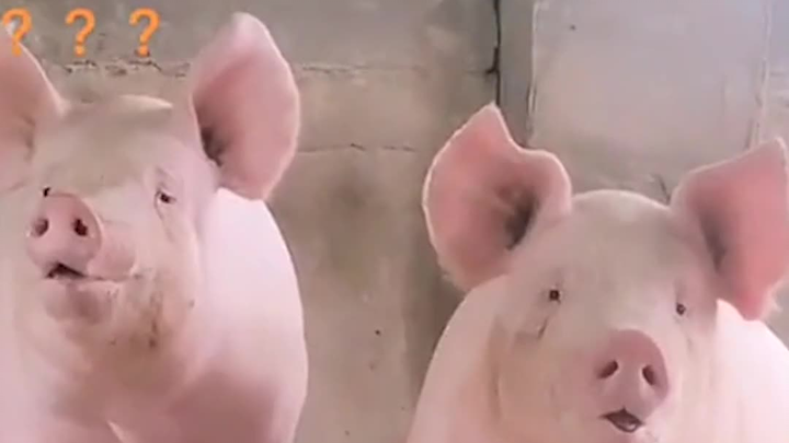 Bos, saya belum dapat makanan nih?