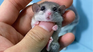 Compared with this, the chinchilla is not big, hahaha