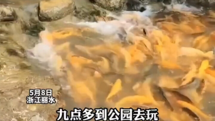 【Kỳ thi nâng cấp chuyên ngành Chiết Giang đã đến, chúc mọi người “cá vượt vũ môn”!】