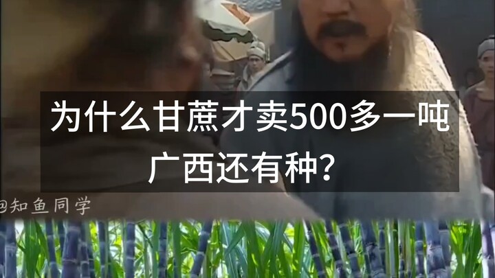 لماذا لا يزال الناس يزرعون قصب السكر رغم أن سعره لا يتجاوز 500 يوان للطن؟