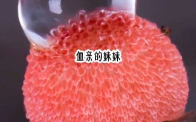 我穿书了，穿到被豪门报错的假千金，我是真千金还是假千金，一场明争暗斗……组团争宠｜第3集
