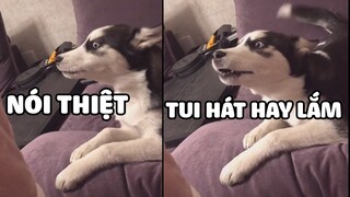 Bằng Chứng Cho Thấy Đại Ngáo Husky Thực Sự Biết Hát 😂 | Yêu Lu