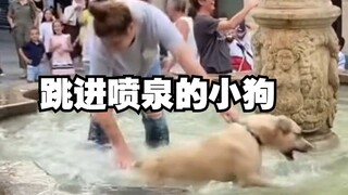 狗狗当着众人的面跳进喷泉，主人抓了三次也没抓住，主人丢大脸！