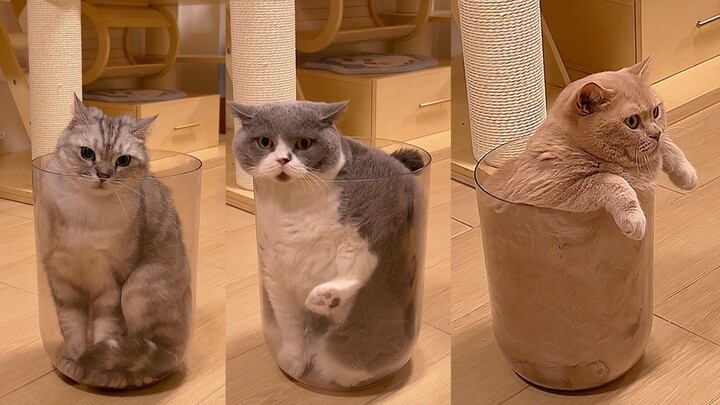 อยู่ไหม? ชมแมวในถ้วยชา ②