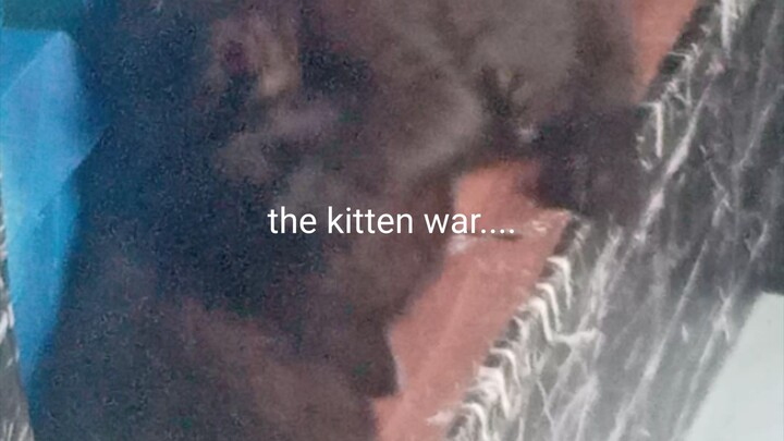 The kitten war..