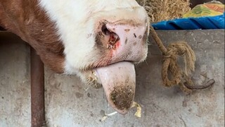 لسان البقرة العجوز غريبٌ جدًا لدرجة أنه أخاف مُربي الماشية. دخل والدي عميقًا في فم البقرة العجوز ليت