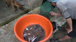 CANH MƯỚP CÁ LÓC - CÁ RÔ KHO KHÔ BỮA CƠM CHIA TAY ANH KỲ - TT50