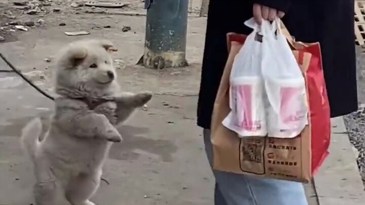 Dunia ini tidak bisa tanpa anak anjing!!!