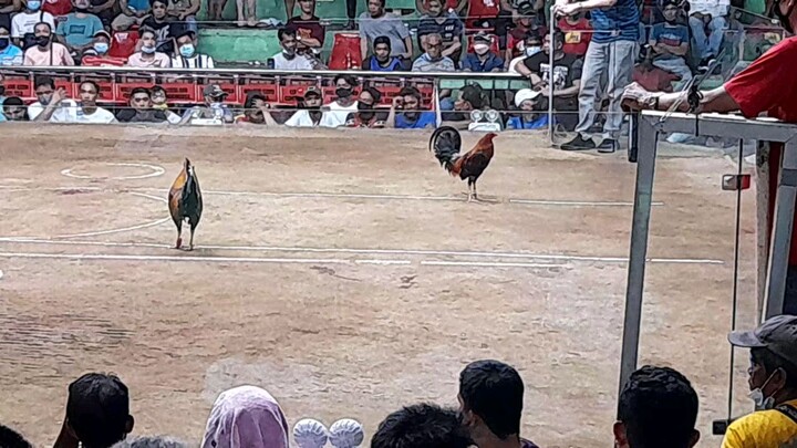 mabilis tinapos ung manok ni gapan arayat