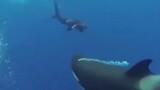 Trải nghiệm bất ngờ bị một chú cá voi sát thủ con lao đến như thế nào?