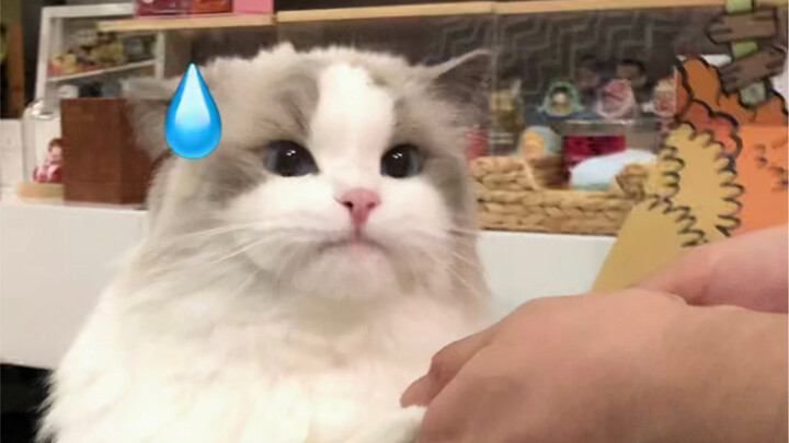 A social-anxious cat who can’t say no to others