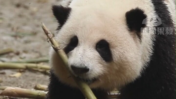 Hua Hua reaches the dinner table at 1.5 m/s, while the leaves do so at 100,000,000 m/s.