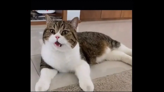 แมวดม…แล้วทำหน้าแปลกๆ555 หน้าฟินๆ อ๊าา!! ชื่นจาย cat funny moments