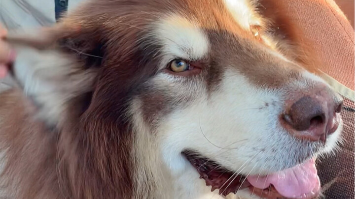 I hitched a ride with a big dog!