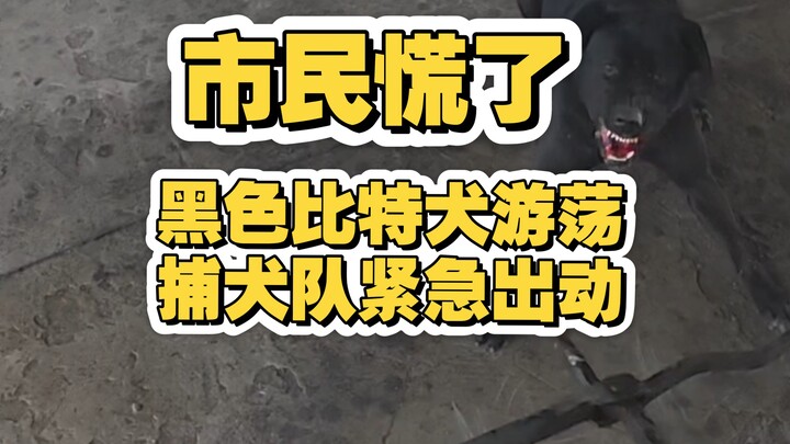 Residents are panicking! A ferocious black dog is roaming around, and the dog-capturing team has bee