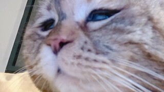 We young cats usually fall asleep as soon as we lie down