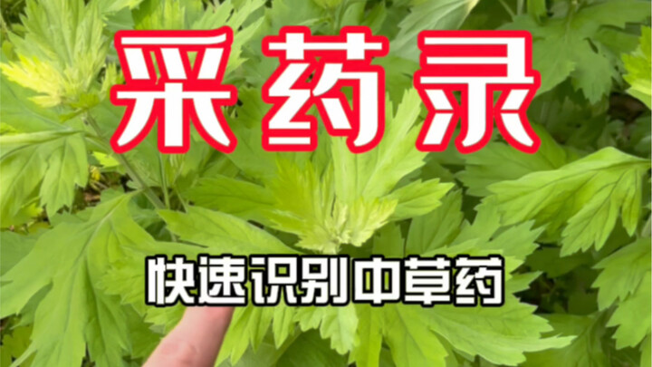 [Herbal Guide] Check this out—another wave of quick-identification Chinese herbs is here!