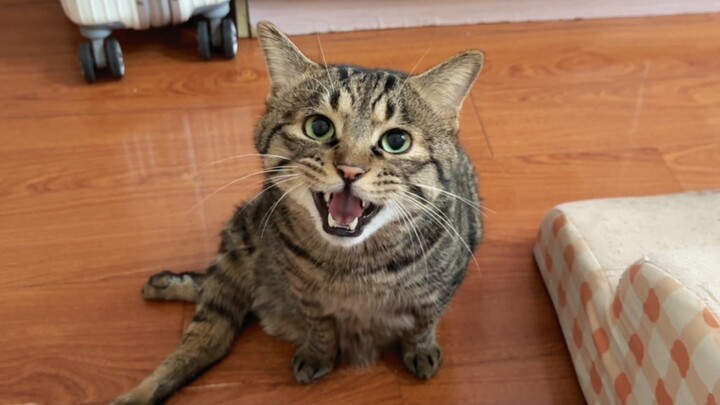 รวมสุดยอดทักษะขอข้าวของน้องแมว! ลูกแมวจอมกินฝึกมาสามปีครึ่ง จนเอาชนะเจ้าแมวน้อยติดแม่ได้สำเร็จ!