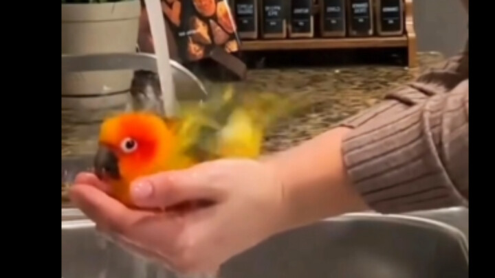 Saat kamu sedang mencuci piring, ayam kecilmu tertarik dengan air di bak cuci piring.