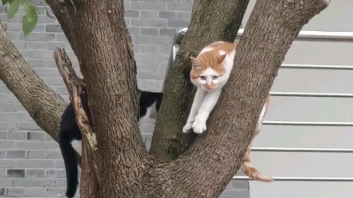 Chú mèo mập màu cam treo lơ lửng trên cây cao và chú mèo đen đến trêu chọc (xem phần tiếp theo về vi
