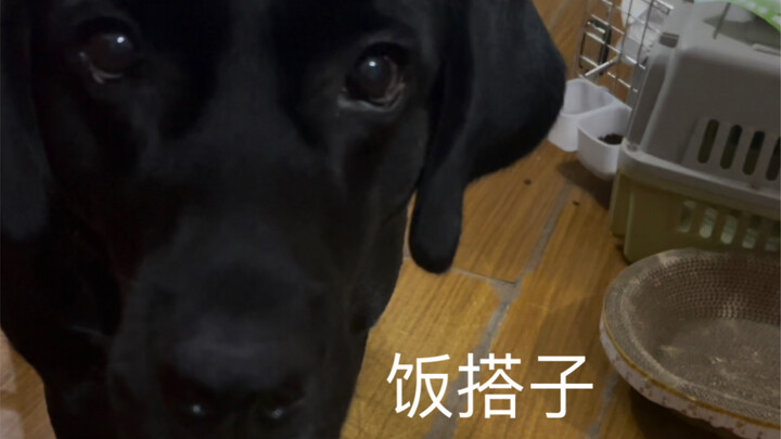 Today, let’s make a simple meal buddy #BlackLabrador #PoorDogOwner #MealBuddy