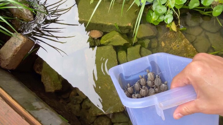 The first day when turtles move into their mansion