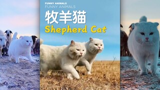 见过会牧羊的猫吗？超酷