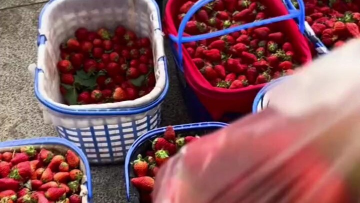 นักศึกษาซื้อสตรอว์เบอร์รีกลัวโดนโกง นำตาชั่งพกพาไปเอง เจ้าของร้านบอก: “ชั่งตามสบายเลย! ได้มากกว่าไม่