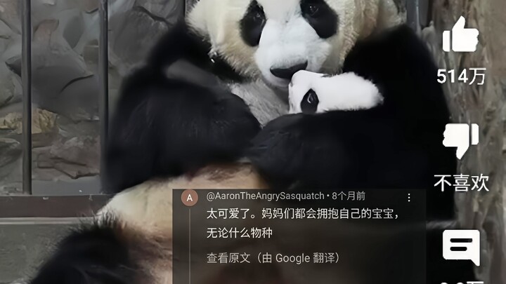 โซเชียลต่างประเทศฮือฮาคลิปแม่แพนด้าจีนให้นมลูก ยอดวิวทะลุ 300 ล้าน ชาวเน็ตซึ้งจนน้ำตาไหล: ความรักของ