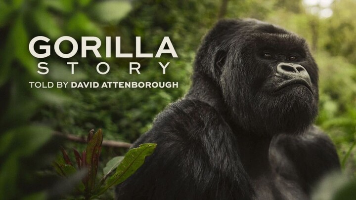 A Gorilla Story: Told by David Attenborough 2026 SUB INDO