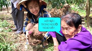 Cùng Bà Ra Vườn Đào Củ Khoai Hơn 8kg Nấu Bữa Cơm Chiều | NĐMT#219