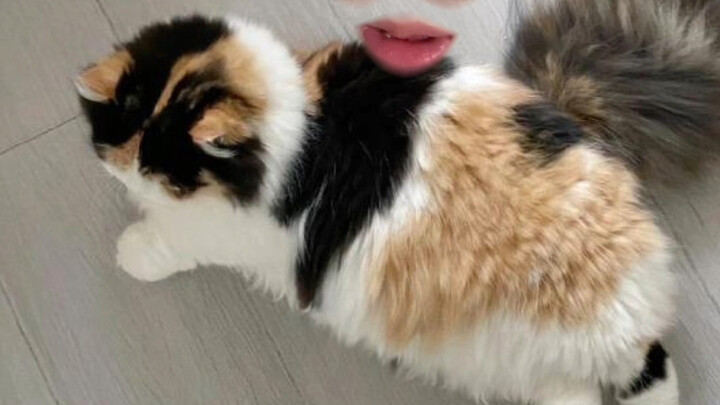 Nhận nuôi một chú mèo (1)