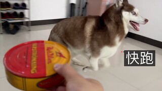 当着二哈的面开一罐鲱鱼罐头，会发生什么？