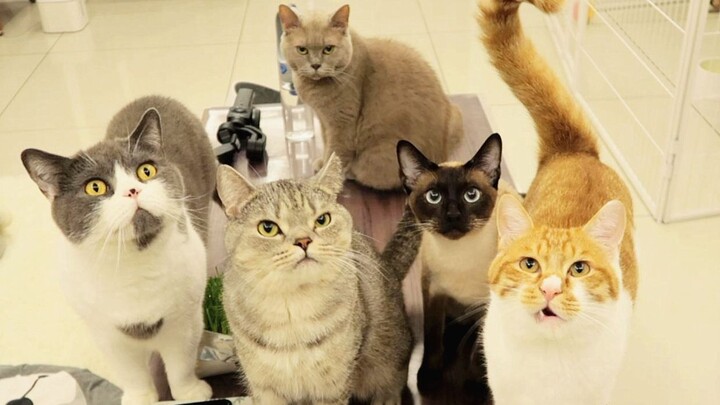 【Kaki-kun】Chủ nhân vừa mở hộp đồ hộp, 5 chú mèo lập tức tụ tập ngay, nhanh cực kỳ luôn!