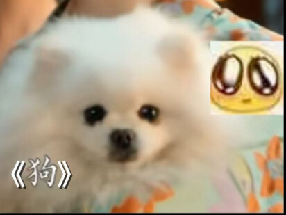 يو تُو | وِي غوي فِي، سأقبل كلبك أنا أيضًا بسعادة!