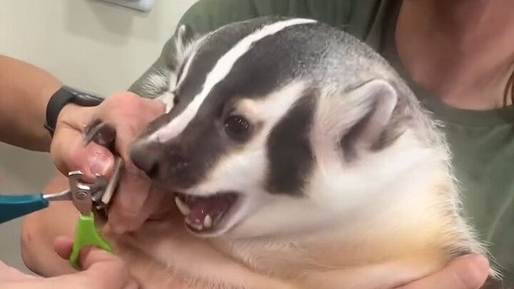 这玩意怎么狗里狗气的...🦡