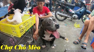 Khám phá phiên chợ bán các loài chó mèo cảnh đẹp quý hiếm