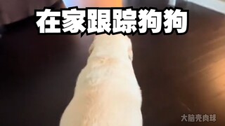 挑战在家里跟踪狗狗