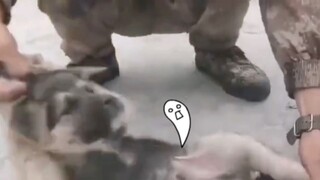 Kucing dan anjing di tentara sudah jadi roh! Hahahaha