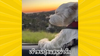 สัตว์เลี้ยงพื่อนขนปุย : เจ้าขนปุยแสนน่ารัก