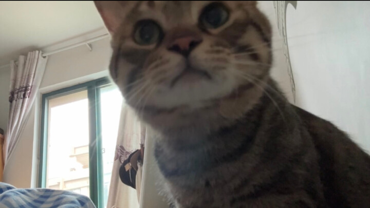 My kitten’s craving kicked in! It even came up to me and let me kiss it. How can a cat be this cute 
