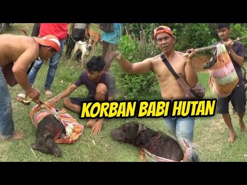 K0RB4N KEGAN4S4N BABI HUTAN !! Di Buruan Sungai Lansek Sijunjung ||  SUMATERA BARAT || EPS 2