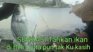 SENSASI Tarikan ikan di beli 5 juta pun tak Ku kasih || Fishing - Blands Hidayat