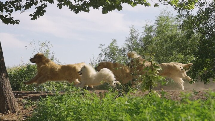 Happiness of feeding a pack of Golden Retrievers