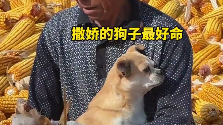 “Ternyata anjing yang manja paling beruntung”~